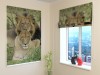 Romanetė " Family Lions"