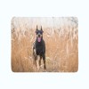 Pledas "Dobermanas"