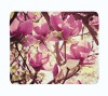 Pledas "Magnolijos"