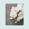 Pledas "Orchidėja"