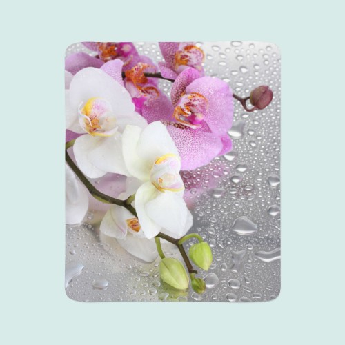 Pledas "Orchidėjos lietuje"